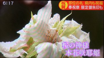 【即位の礼】また奇跡が起こる！　静岡浅間神社で桜が咲く！