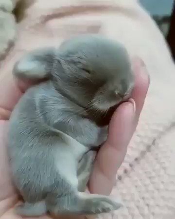 【動画】手のひらサイズの子ウサギが最強すぎる！