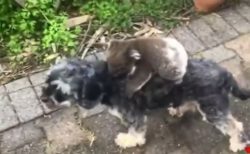 【動画】犬を母親と勘違いし離れない赤ちゃんコアラと困惑する犬が可愛すぎる