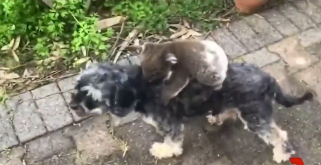 【動画】犬を母親と勘違いし離れない赤ちゃんコアラと困惑する犬が可愛すぎる