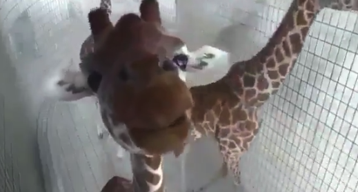 【動物園】決して ”ファンサービス” を忘れないキリンがイケメンすぎる!
