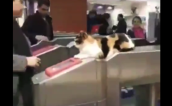 【電車】最新のセキュリティ（猫）を導入した改札機が夢のよう！