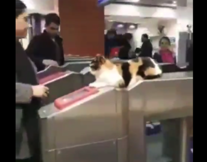 【電車】最新のセキュリティ（猫）を導入した改札機が夢のよう！