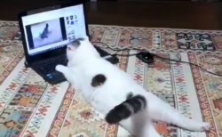 【人間】家に帰ったらうちの猫がパソコンで ”YOUTUBE” 見てるんだが！