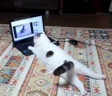 【人間】家に帰ったらうちの猫がパソコンで ”YOUTUBE” 見てるんだが！