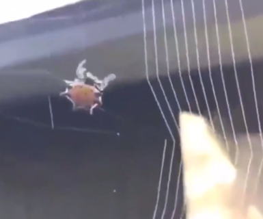 【凄い】蜘蛛の巣を作るクモが器用すぎる。芸術的だな！