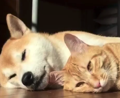 【癒やし】犬＆猫の超絶 ”理想的” な添い寝が発見される。羨ましい！