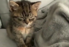 【まんまる】猫とじゃれ合う ”子ポメラニアン” が可愛すぎる。コロッコロじゃないか！