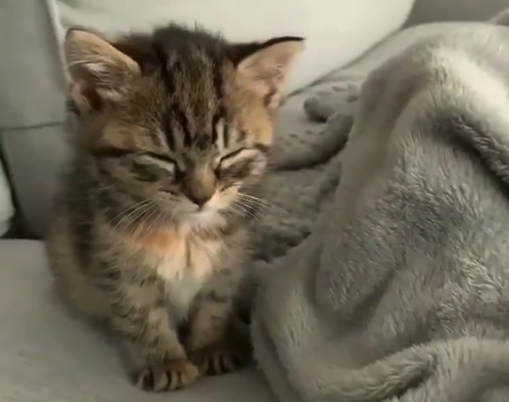 【ギリギリ】めっちゃ眠いけど寝ない猫ちゃんが可愛すぎる。何故そこまで頑張るの!