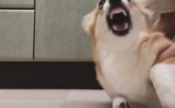 【衝撃】犬が ”人に懐く瞬間” を見たことありますか？可愛すぎるだろ！