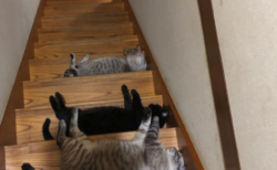 【癒やし】階段で一列に ”ごろ寝” する猫ちゃんたち。これでは完全に降りれませんね・・・