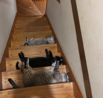 【癒やし】階段で一列に ”ごろ寝” する猫ちゃんたち。これでは完全に降りれませんね・・・