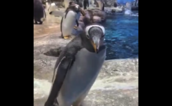 【ドボン】奇跡の「ドジっ子ペンギン」が発見される。なんとも愛らしい！