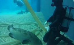 【水族館】ダイバーに近づき撫でを要求する ”クエ” が可愛すぎる。魚って懐くのかい！