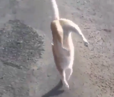 【歩行】器用に ”逆立ち” 状態で歩く猫ちゃんが凄すぎる。どういう身体能力！