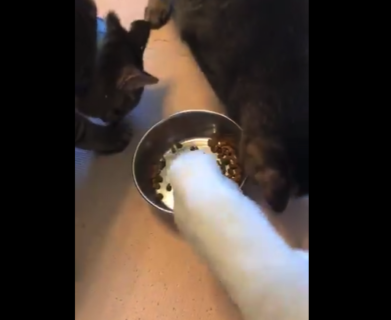 【面白い】食べるスピードの「不公平感」しかないアヒルの動画が話題に。猫ちゃんが食べれないぞ！