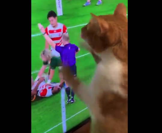 【テレビ】ラグビーで誰よりも ”興奮” しているうちの猫。可愛すぎるでしょ！