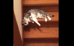 【スルスル】階段を ”流れるように” 落ちていく猫が可愛すぎる。完全に液体！