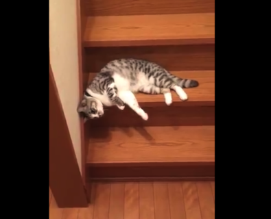 【スルスル】階段を ”流れるように” 落ちていく猫が可愛すぎる。完全に液体！
