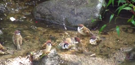 【混雑】朝方の ”穴場温泉” はスズメの団体客によるパラダイスでした。