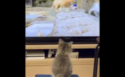 【真似】テレビの真似をしてジャンプ！子猫ちゃんが可愛すぎる