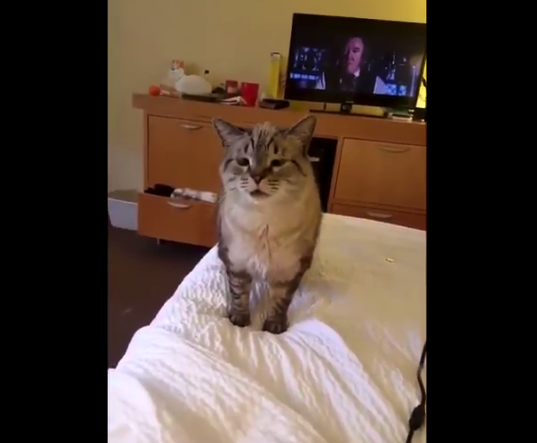 【ハクション】くしゃみをする猫を見たことがありますか!?こんなに可愛いとは・・・