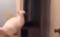 【カワイイ】世界一運動オンチな猫の ”愛おしすぎるジャンプ” をご覧ください。