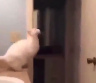 【カワイイ】世界一運動オンチな猫の ”愛おしすぎるジャンプ” をご覧ください。