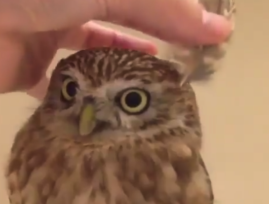 【朗報】フクロウに ”耳” をつけると!?→ ただただ可愛いと話題に。