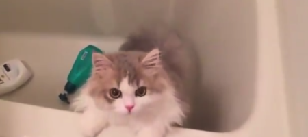 【ニャー】水嫌いな猫ちゃん、これから ”洗われる” ことを悟ってしまう・・・