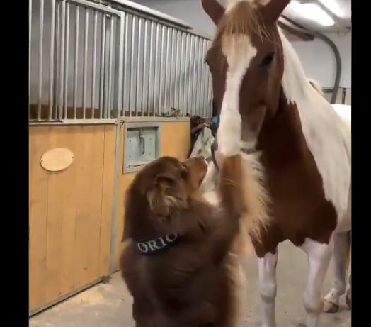 【癒やし】仲良しな犬と馬による ”ラブラブシーン” が微笑ましいと話題に!