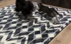 【天才】うちの犬が「猫じゃらし」で猫の遊び相手をする映像をご覧ください！