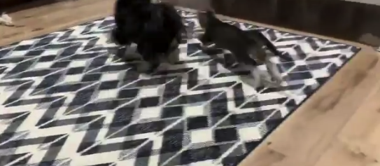 【天才】うちの犬が「猫じゃらし」で猫の遊び相手をする映像をご覧ください!