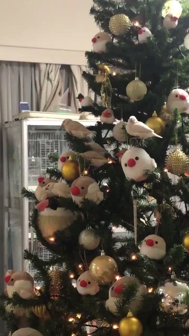 【可愛い】クリスマスツリーが文鳥の雛達の遊び場に