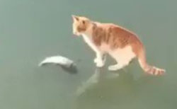【猫好き必見！】猫が凍った池の中にいる魚を獲ろうとした結果