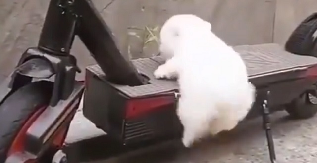 【もふかわ15秒】よじ登ろうとがんばってる子犬、あし・おしり・尻尾がかわいすぎる