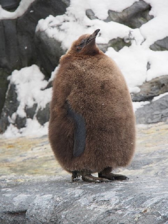 初めて見た もっふもふの赤ちゃんペンギンが もふもふ脱いで大人