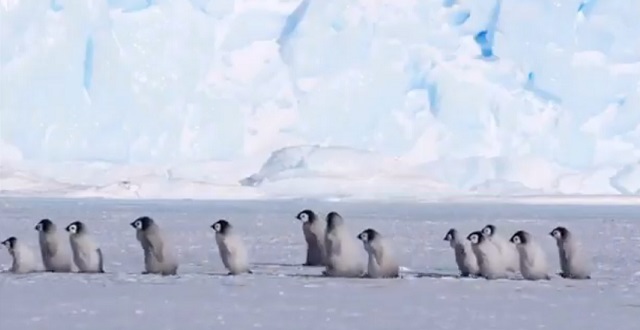 【遠足かな?!】ちっこいペンギンが並んでぺちぺち歩いてく様子が激かわ♡最後に貫録のおっさん登場!これは癒される~