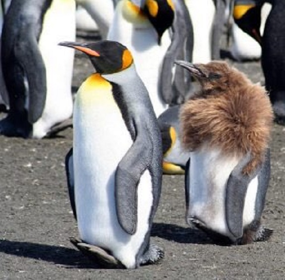 Kasword もふもふ かわいい ペンギン 赤ちゃん