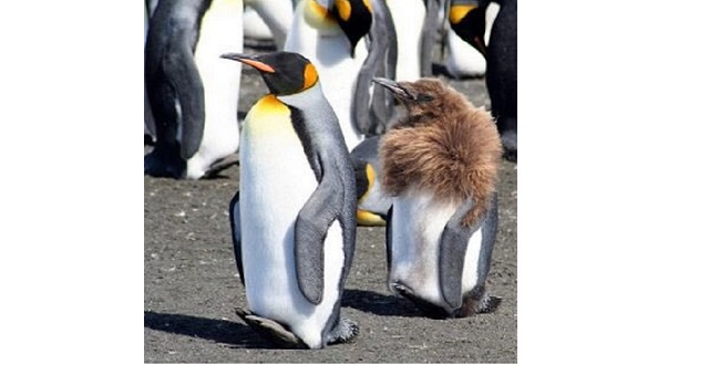 【初めて見た】もっふもふの赤ちゃんペンギンが もふもふ脱いで大人ペンギンになっていく様子、かわいい♡