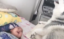 【ウォーン】赤ちゃんに ”ギャン泣き” されたときのハスキー犬の対応が最高すぎる！