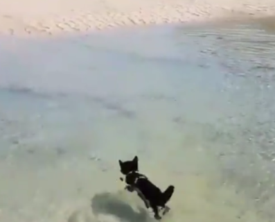 【犬掻き】飼い主についていくために”意を決して泳ぐ” 猫が可愛すぎる！