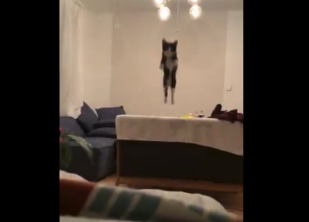 【ジャンプ】完全に「跳躍」を極めた猫ちゃんが可愛い。迫力満点の映像！