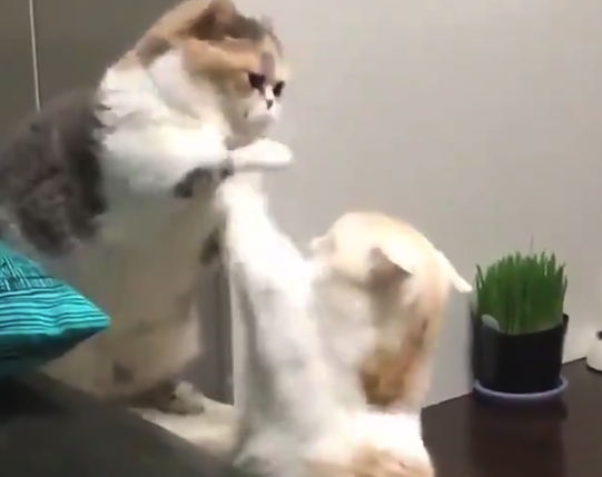 【緊迫】猫ちゃん同士の「喧嘩」が勃発！？・・これなら許すわ！