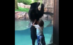 【子供】めちゃくちゃノリが良いクマが話題に。動物園行きたくなる〜！