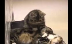 【キュート】猫界の ”マッサージ屋さん” が可愛すぎる。手付きが慣れてやがる！