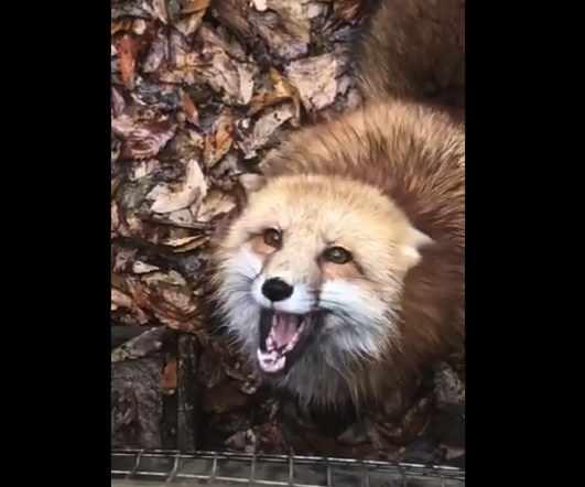 【狐】「餌をくれ」とせがんでくるキツネちゃんが可愛すぎる。こんな顔してるんだね！