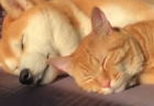 【ぬいぐるみ】何をしても無抵抗。爆睡中の子猫ちゃんが可愛すぎる。肉球が素晴らしい！