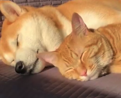 【添い寝】二人仲良くお昼寝をするワンコと猫ちゃんが完全に癒やし。平和とはこのことか・・・