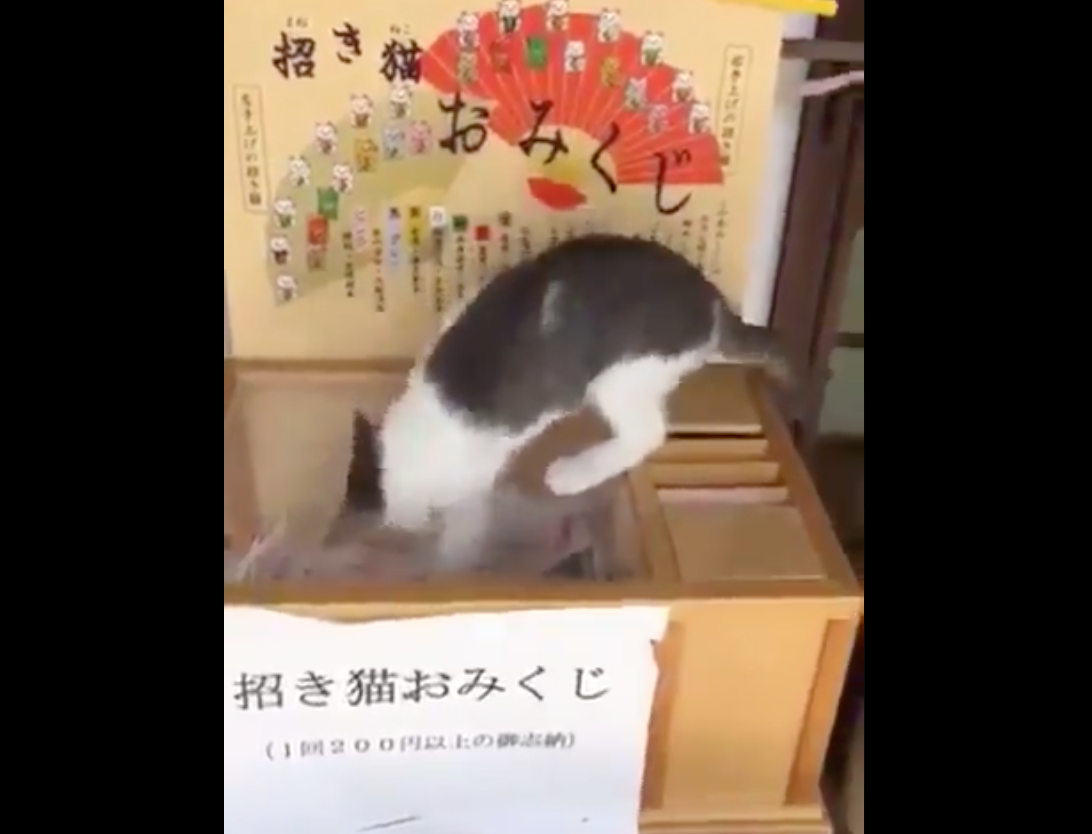 0円 最高でしかない 招き猫おみくじ で新年を占いませんか Break Time